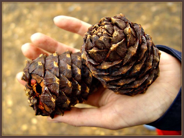 Самогон на кедровых орешках: как сделать настойку