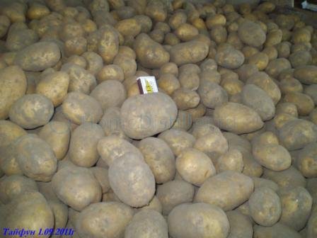 p9080574.jpg картошка под соломой