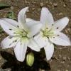 liliya.webp