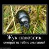 263764_zhuk-navoznik.webp