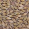 800px-gerstenkorrels_hordeum_vulgare.jpg