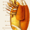zerno_4_1.png