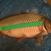 karp_5kg.jpg