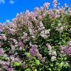 20150617_155635.jpg