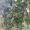 img_20150716_160555.jpg