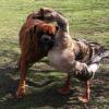 perro-ciego-y-ganso.jpg