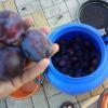 2015-08-24-3199_Q1.jpg