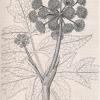 woodv-1790-050-angelica-archangelica.jpg