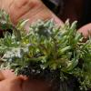 artemisia_genipi..jpg