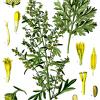 artemisia_absinthium_-_kohlers_medizinal-pflanzen-164.jpg