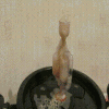 MVI_4966_cut_part1.gif