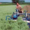 pontica_harvest.jpg.928c5a39a4dbcb40498ae1b6943859c5.jpg
