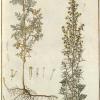 hayne02-10-artemisia-pontica.jpg