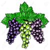 66774674-bunch-of-grapes-sketch-style-vector-illustration-old-engraving-imitation-hand-drawn-sketch-imitation-stock-photo.jpg