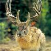 jackalope.jpg