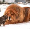 tibetskiy_mastif_05.jpg