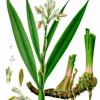 Alpinia_officinarum_-_K246hlers_Medizinal-Pflanzen-156.jpg