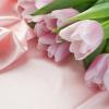 pink_tulips_on_pink_cloth-1280x768.jpg