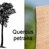 Quercus petraea.jpeg