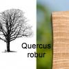 Quercus robur.jpeg