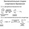 заключительная_стадия_спиртового_брожения.jpg