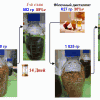 Tilia 14.07.2025 2501 A.png
