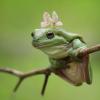 close-up-frog-branch_1048944-8199911.jpg