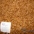 пшеница - 1.5 суток ращения
