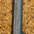 пшеница - 3 суток ращения