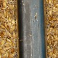 пшеница - 7 суток ращения